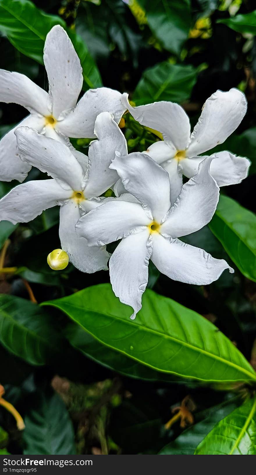 White jasmine flowers & x28 Jasminum Polyanthum& x29  adorn the garden with their mesmerizing beauty.