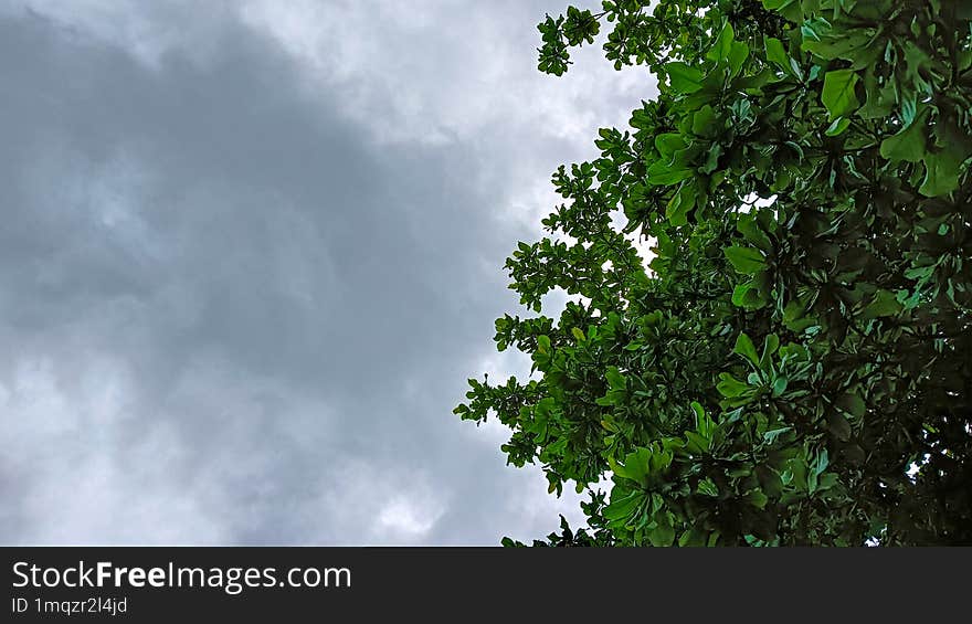 A cluster of fresh green leaves from a low angle, with a clear sky background.