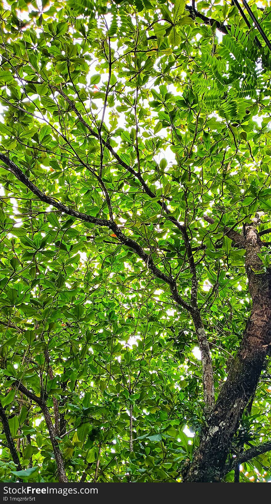 A Cluster Of Fresh Green Leaves From A Low Angle, With A Clear Sky Background.