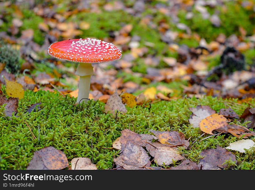 Fly Agaric Grows In Moss