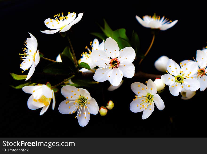 A blossoming apricot branch on a black background