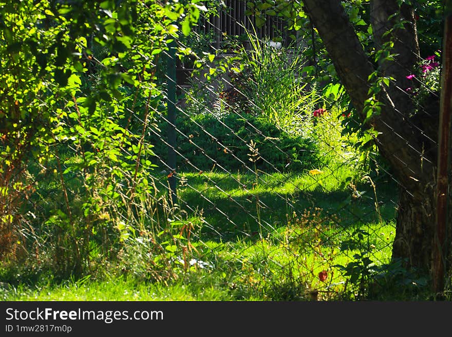 Beautiful shady secluded garden overgrown with greenery, softly lit by the bright sun, divided by a net.