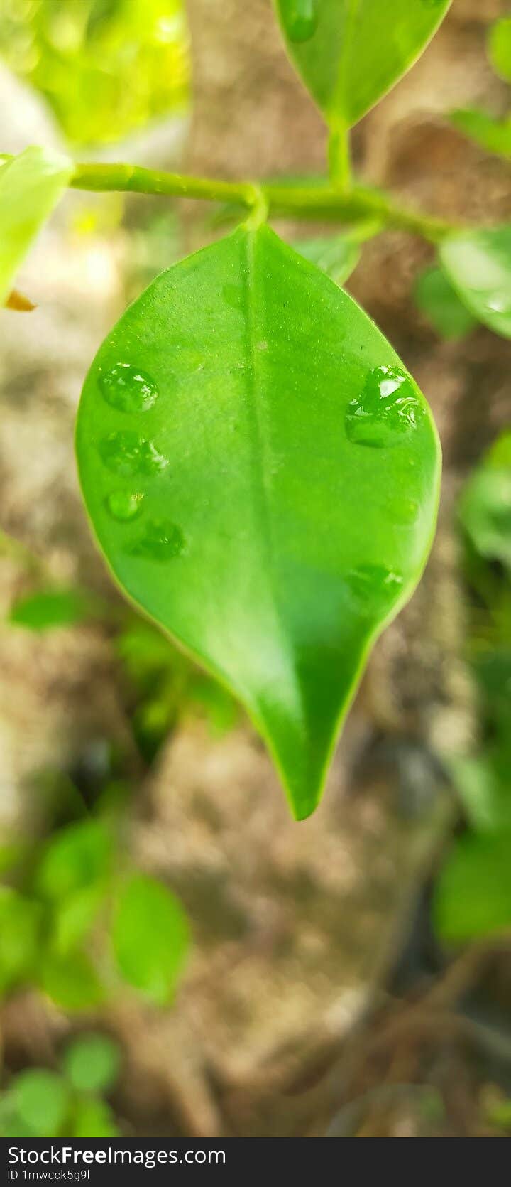 dew on the leaves