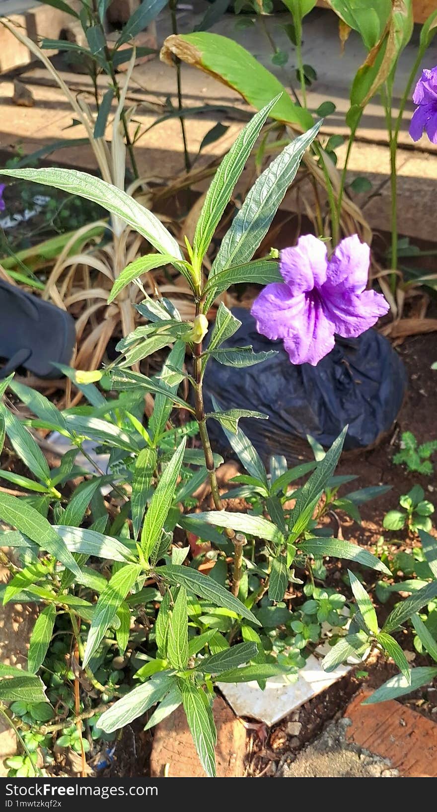 Background The Beautiful Blooming Of Vibrant Purple Flowers