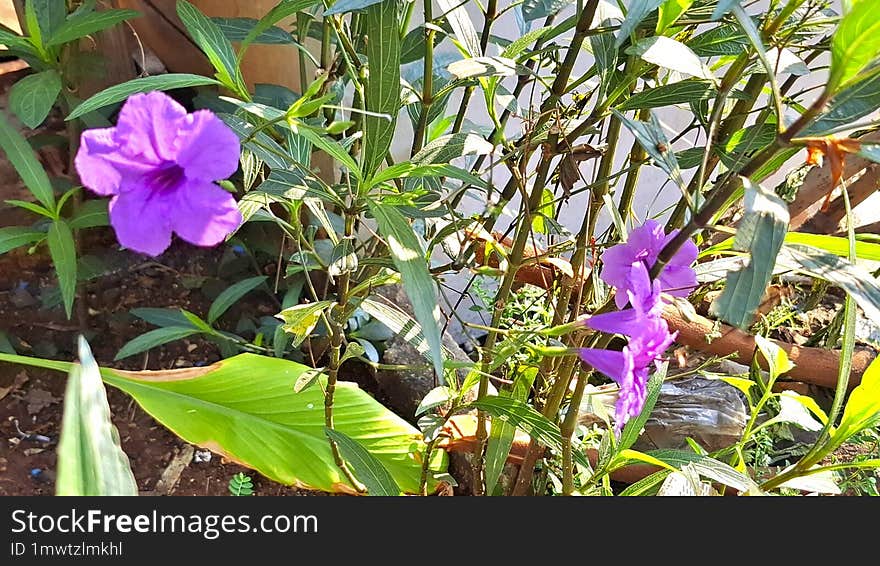 background the beautiful blooming of vibrant purple flowers