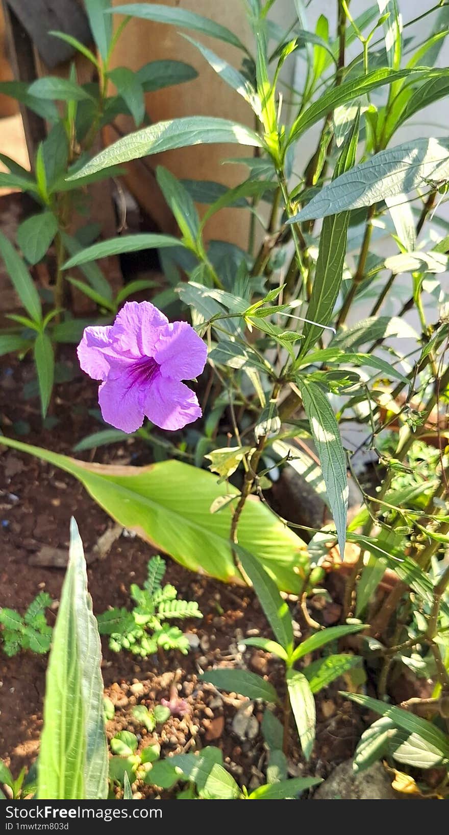 Background The Beautiful Blooming Of Vibrant Purple Flowers