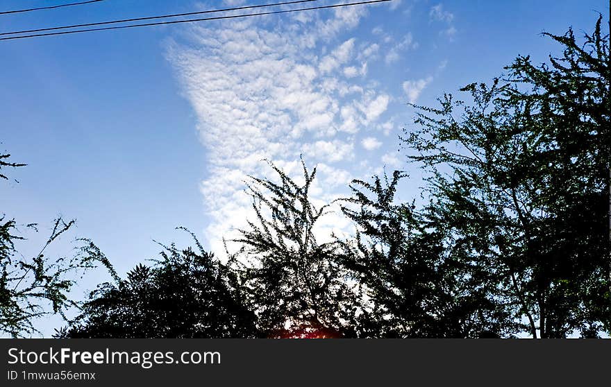 background clear tree branches against a blue sky