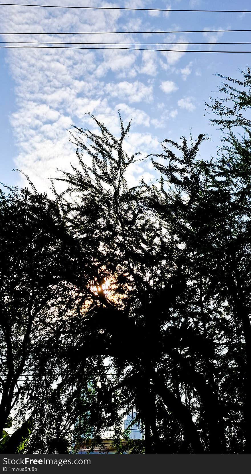 background clear tree branches against a blue sky