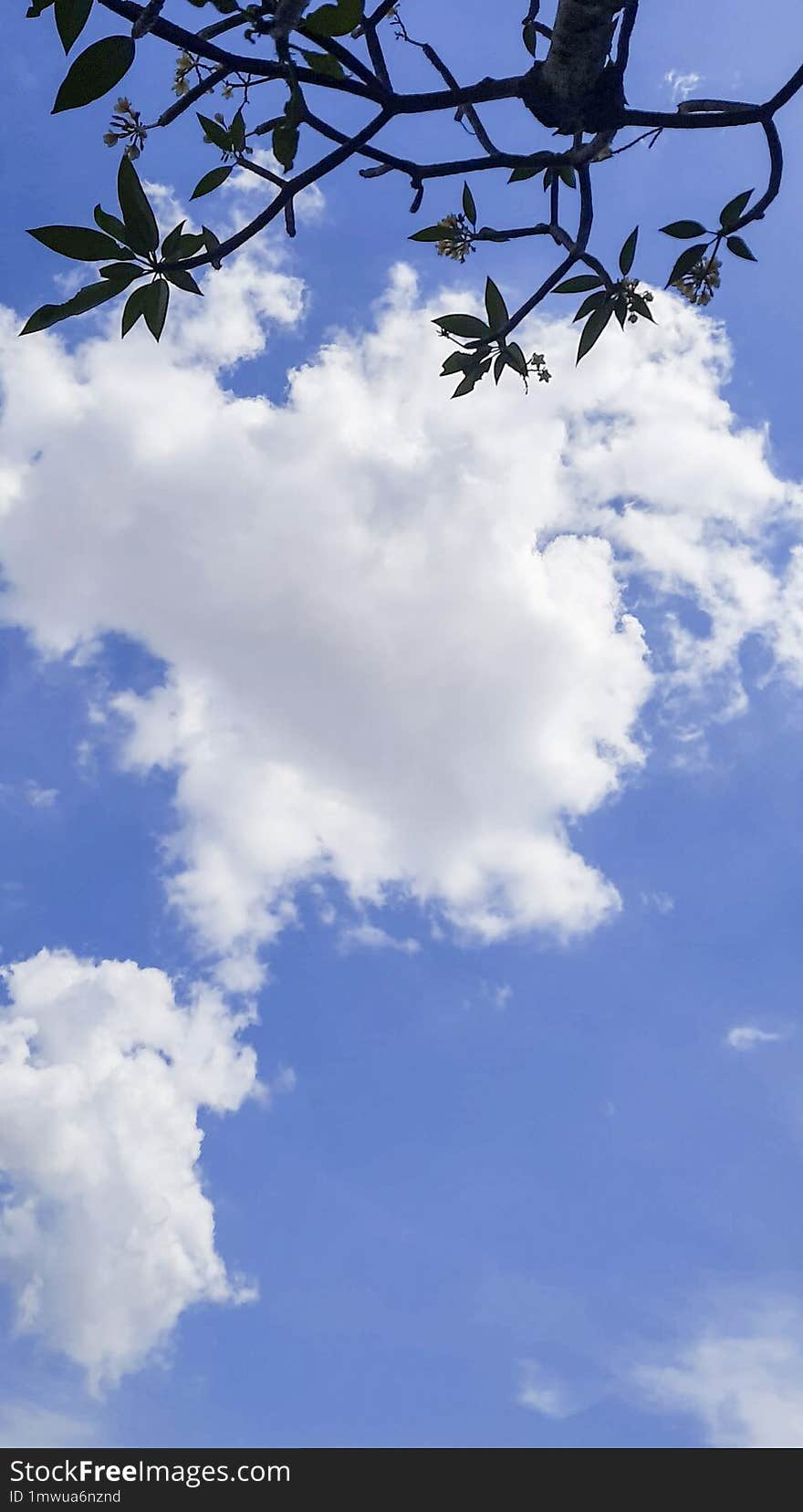 background clear tree branches against a blue sky