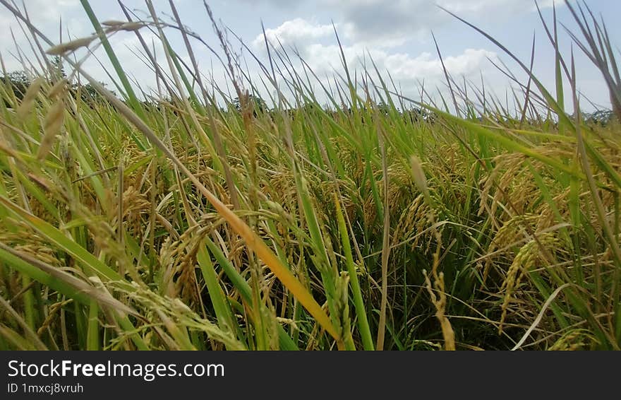 paddy rice field ready to harvest yellow before crop asian tropical view agriculture industry