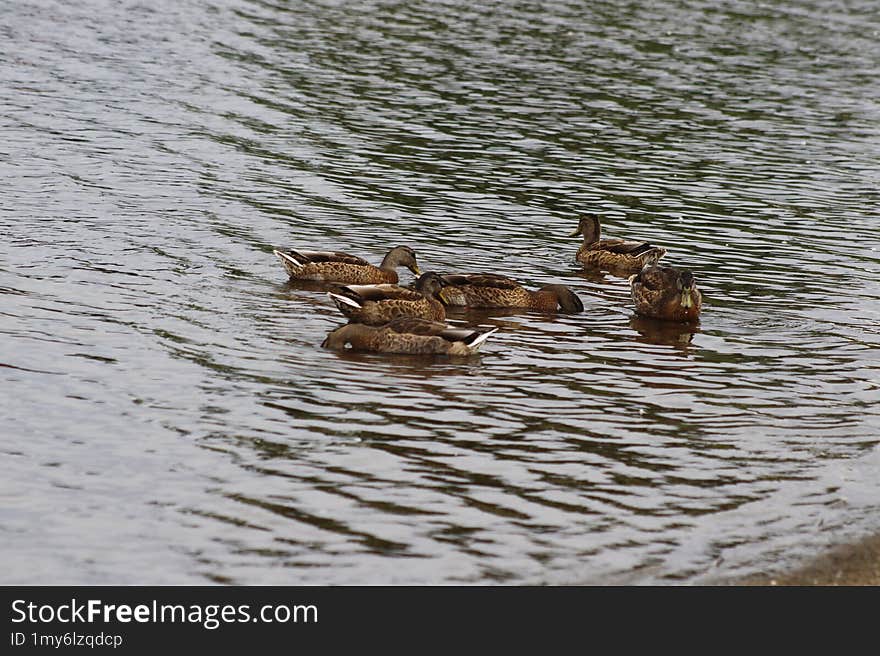 ducks swimming at Lake Hiawatha Minneapolis Minnesota