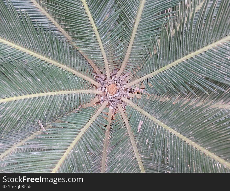 Dioon Tomasellii Plant Dirty Covered In Dust Due To Summer