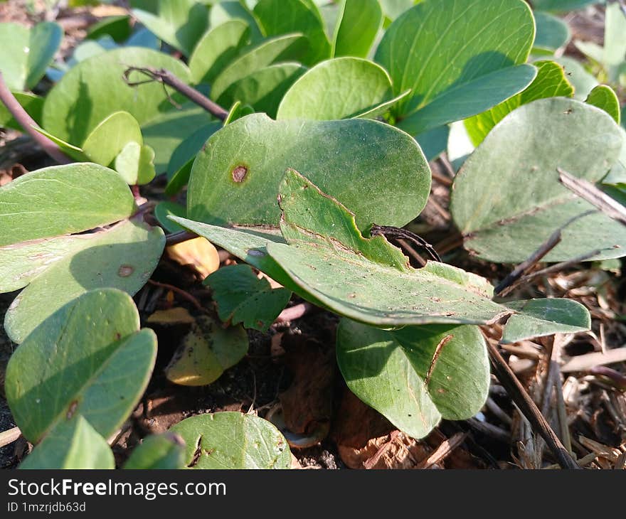 Dusty Ipomoea pes-caprae leaves grow on the edge of a beach with black sand