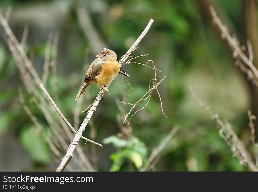 Old World Babbler Sitting On The Tree Trunk With Beautiful Background.