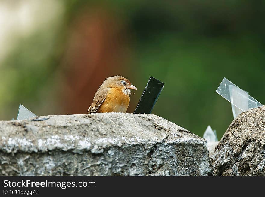 Old World Babbler Sitting Infront Of The Mirror And Doing Playful Activities. Its Beautiful To Watch This.