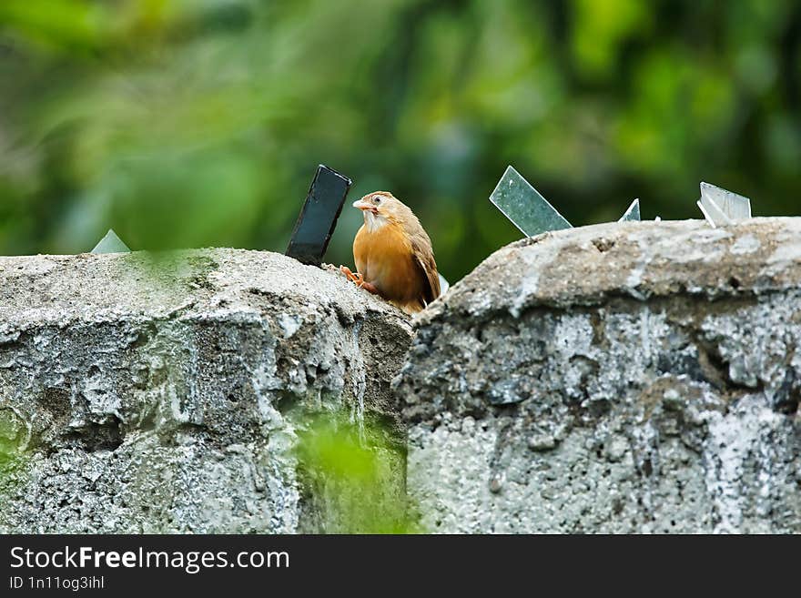 Old World Babbler sitting infront of the mirror and doing playful activities. Its beautiful to watch this.