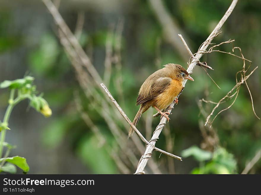 Old World Babbler Sitting On The Tree Trunk With Beautiful Background.