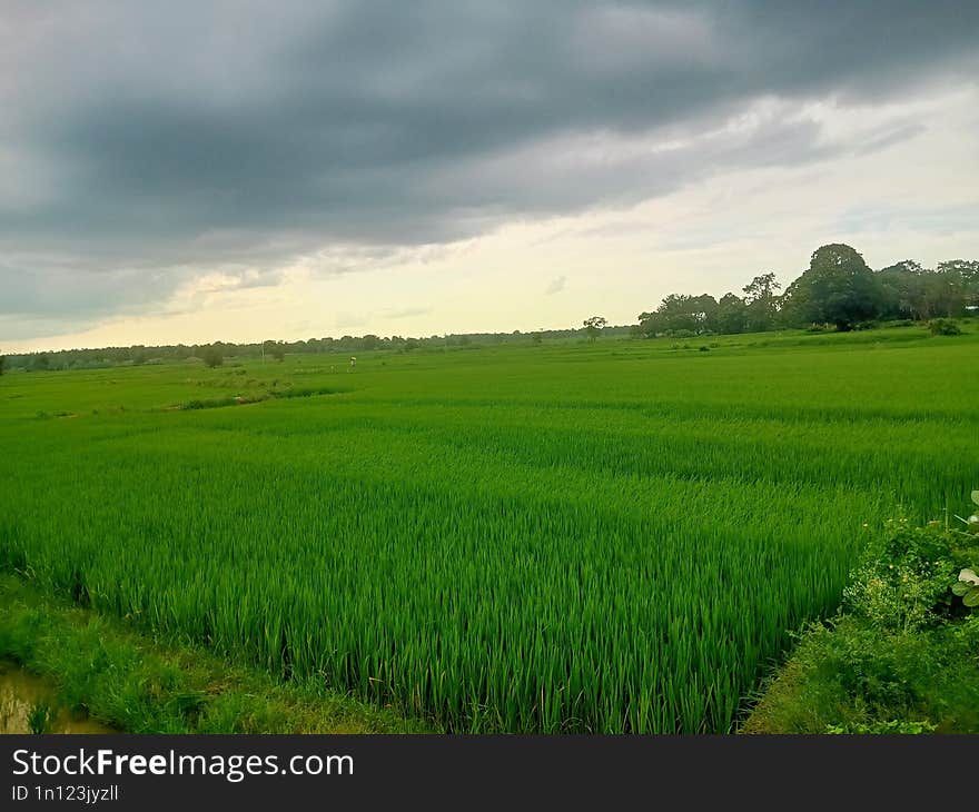 Agriculture farmers plants at the Sone pur village in Odisha