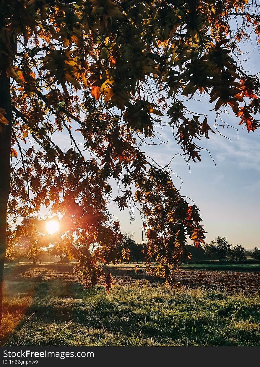 The morning sun shines through the autumn leaves.