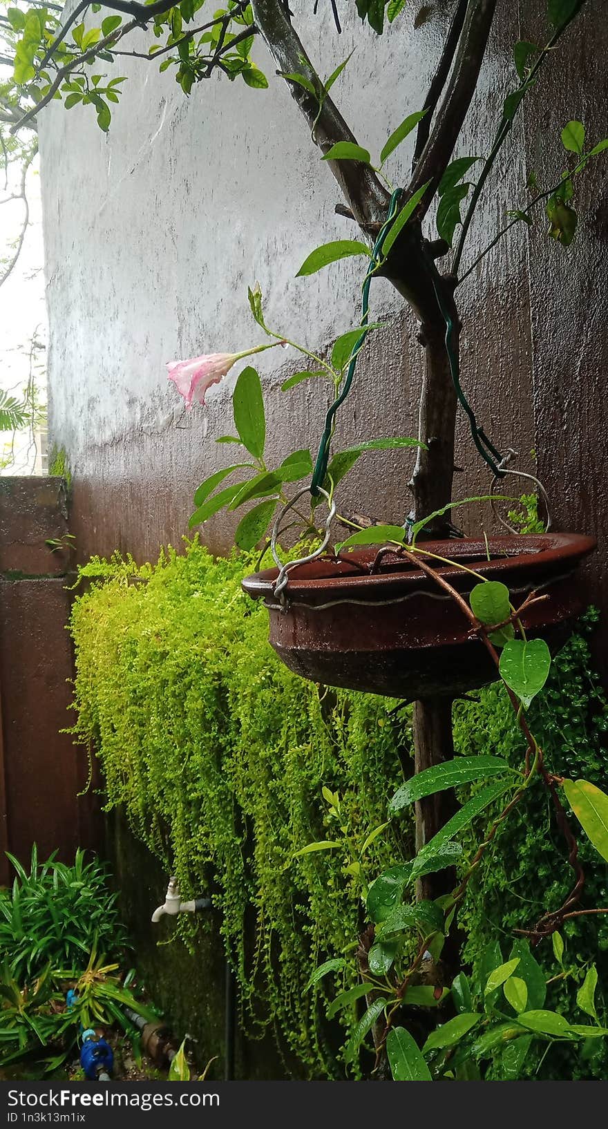 Rain-Soaked Pink Blossom in Sri Lankan Garden - 2024