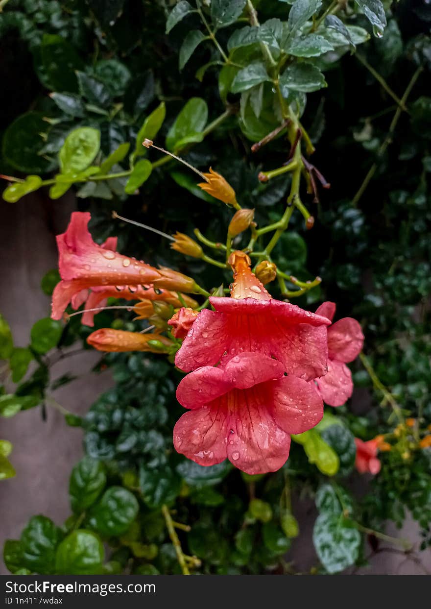 Rainydrops on flower after rain