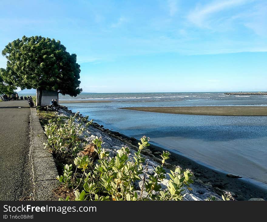 Beautiful Leafy Tree Standing On The Beach