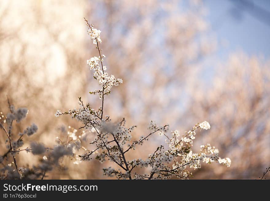 Sakura blossom in Japan, spring