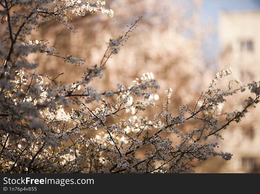 Sakura blossom in Japan, spring