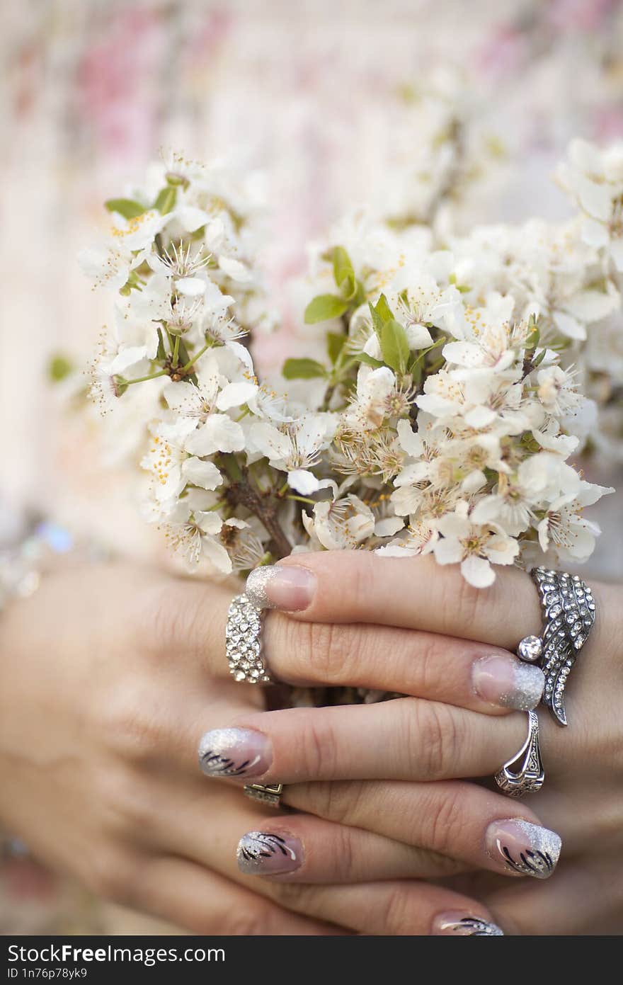 girl holds a branch of blossoming apricots in her hands. Close up of beautiful female hands holding a branch of blossoming fruit t