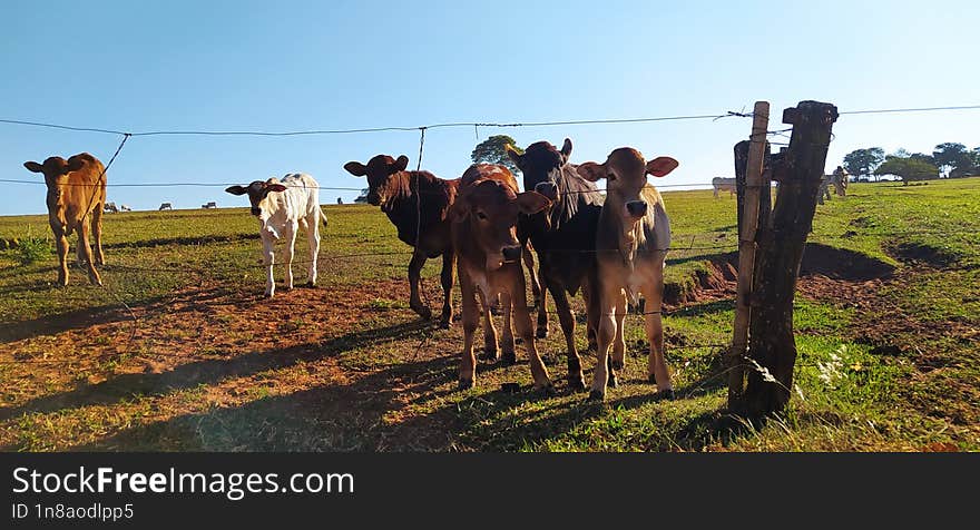 Curious Cows With Everything Around Them