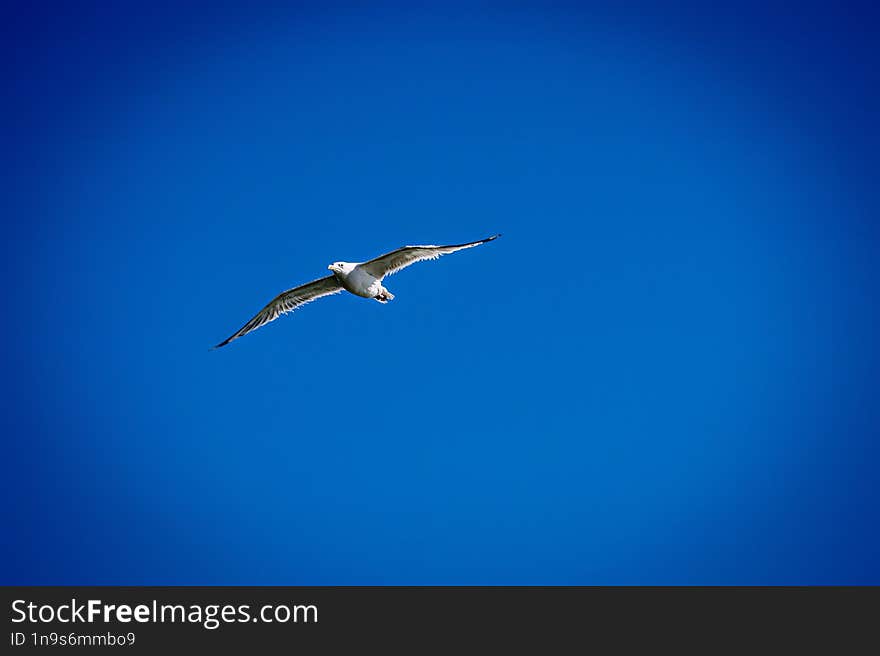 Seagull flying over Danube in search of food. I used AI to remove noise