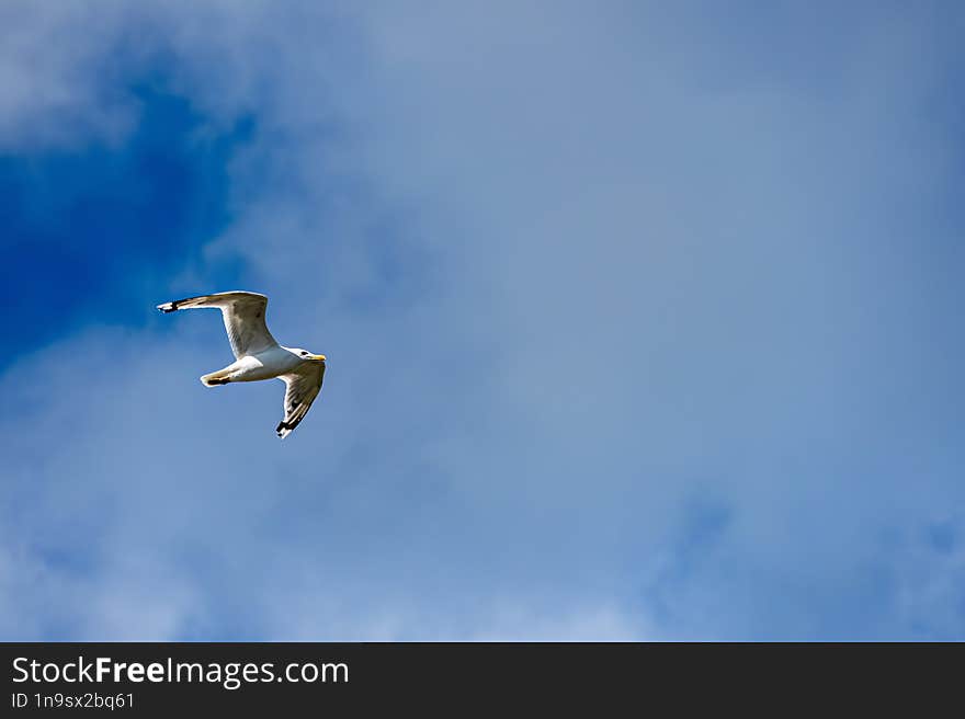 Seagull flying over Danube in search of food. I used AI to remove noise