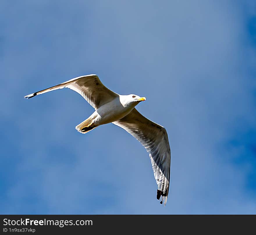 Seagull flying over Danube in search of food. I used AI to remove noise