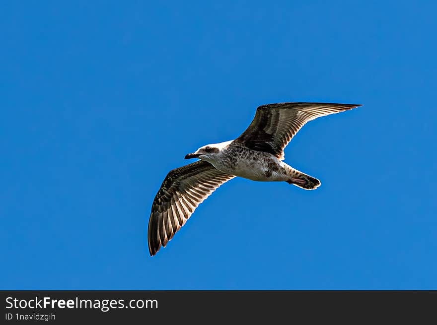 Seagull flying over Danube in search of food. I used AI to remove noise