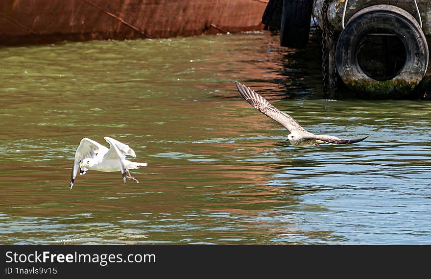 Seagull flying over Danube in search of food. I used AI to remove noise