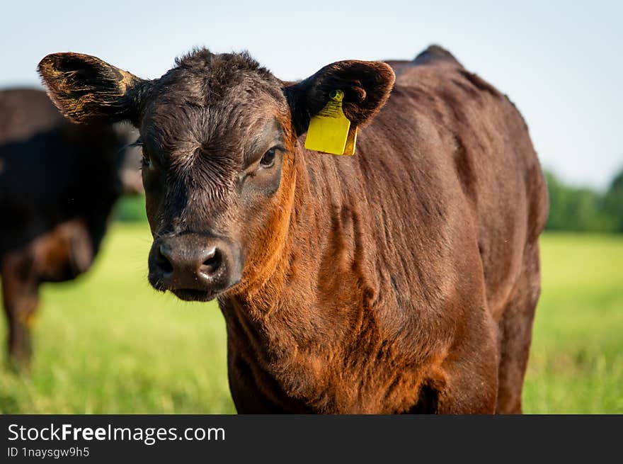 Black angus calf portrait in summer day