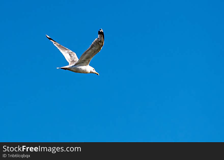 Seagull flying over the Danube in search of food. I used AI to remove noise