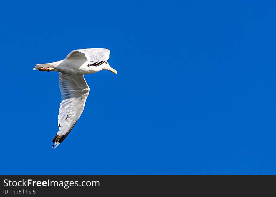 Seagull flying over the Danube in search of food. I used AI to remove noise