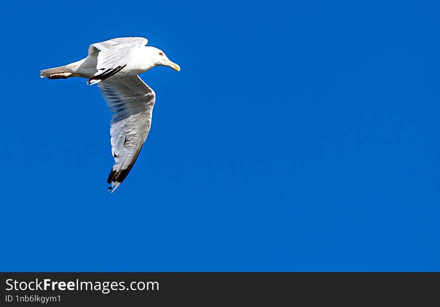 Seagull flying over the Danube in search of food. I used AI to remove noise