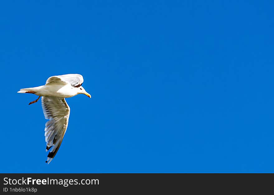 Seagull flying over the Danube in search of food. I used AI to remove noise