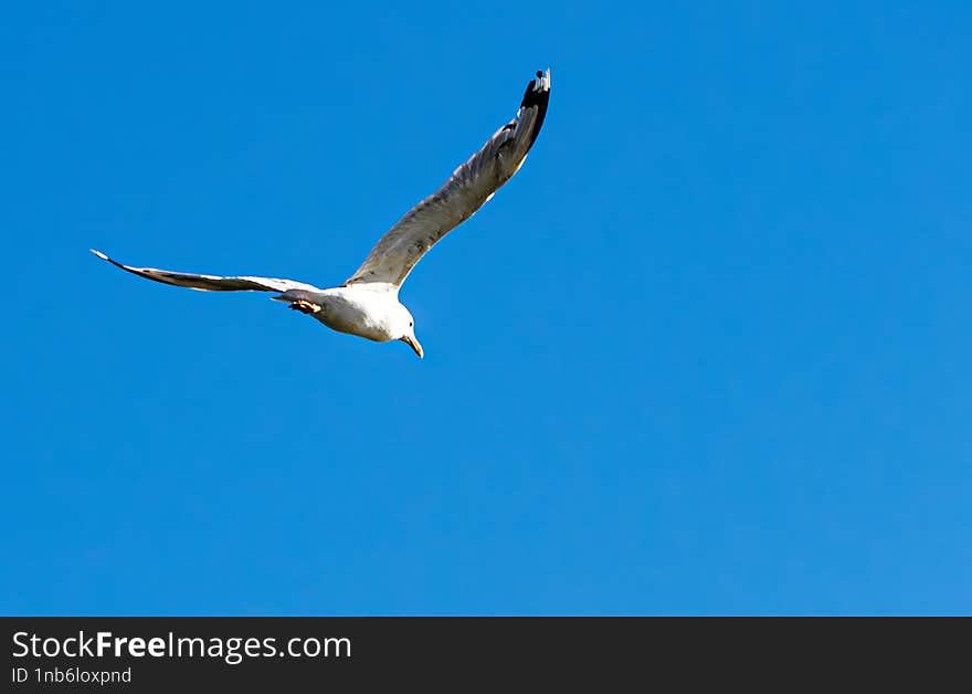 Seagull flying over the Danube in search of food. I used AI to remove noise
