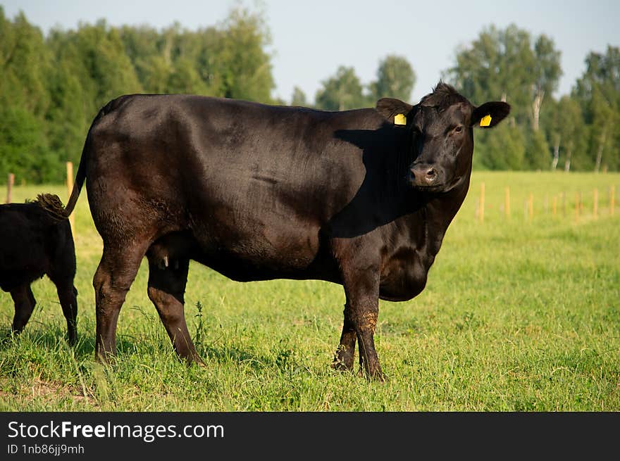 Black angus cow standing in grass