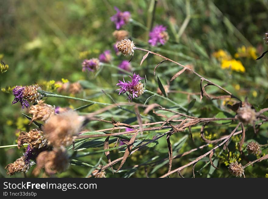 Milk thistles in the grass