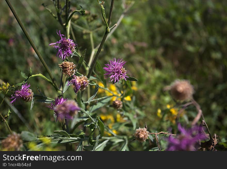 Milk thistles in the grass