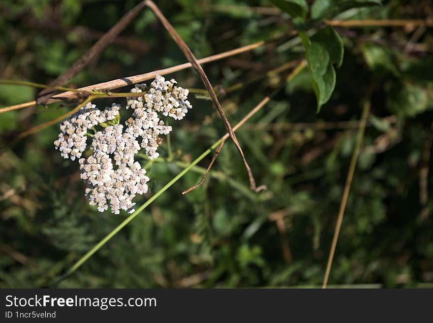 Yarrow in the grass