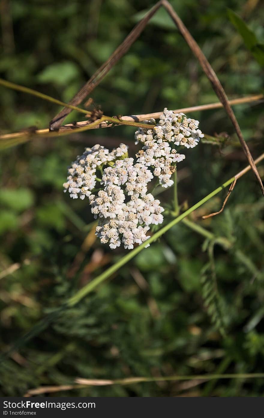 Yarrow in the grass