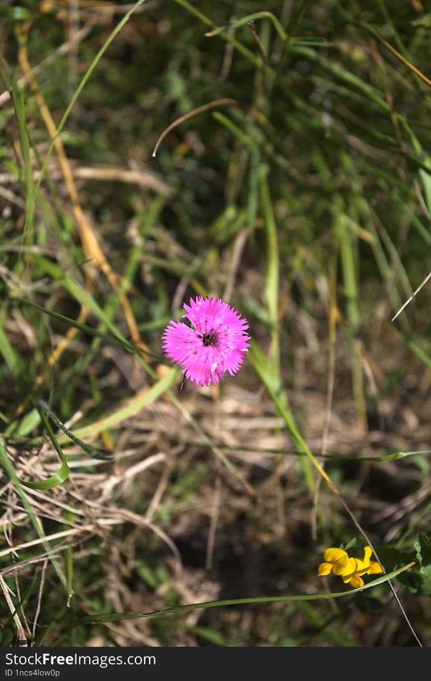 Wild flowers in the grass