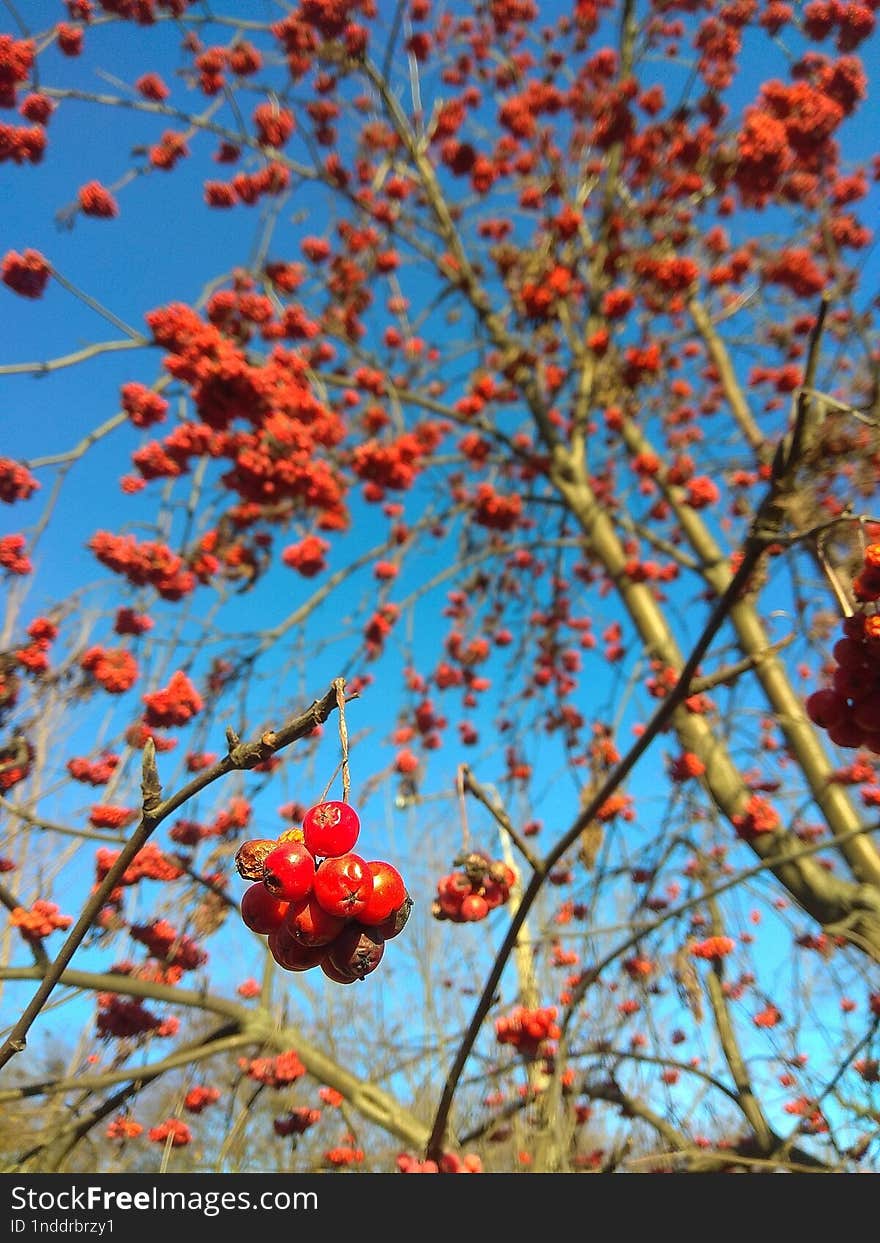 Branch of a red viburnum on the background of a blue autumn sky