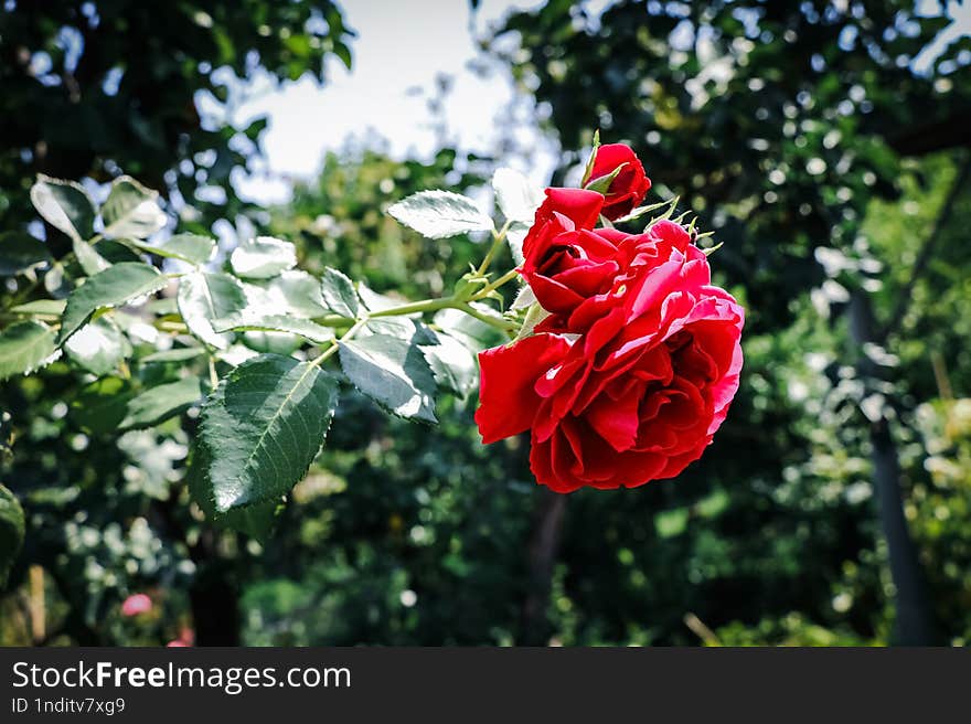 A bright red rose with multiple layers of petals, set against a blurred background of green foliage. The rose is in focus and appe