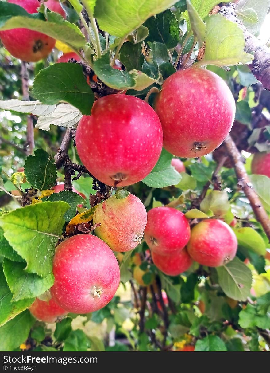 Ripe delicious red apples on an apple tree among the leaves